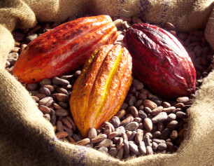Cabosses et fèves de cacao